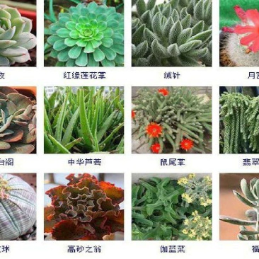多肉植物