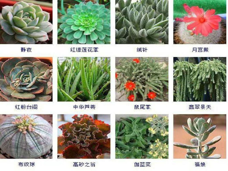 多肉植物