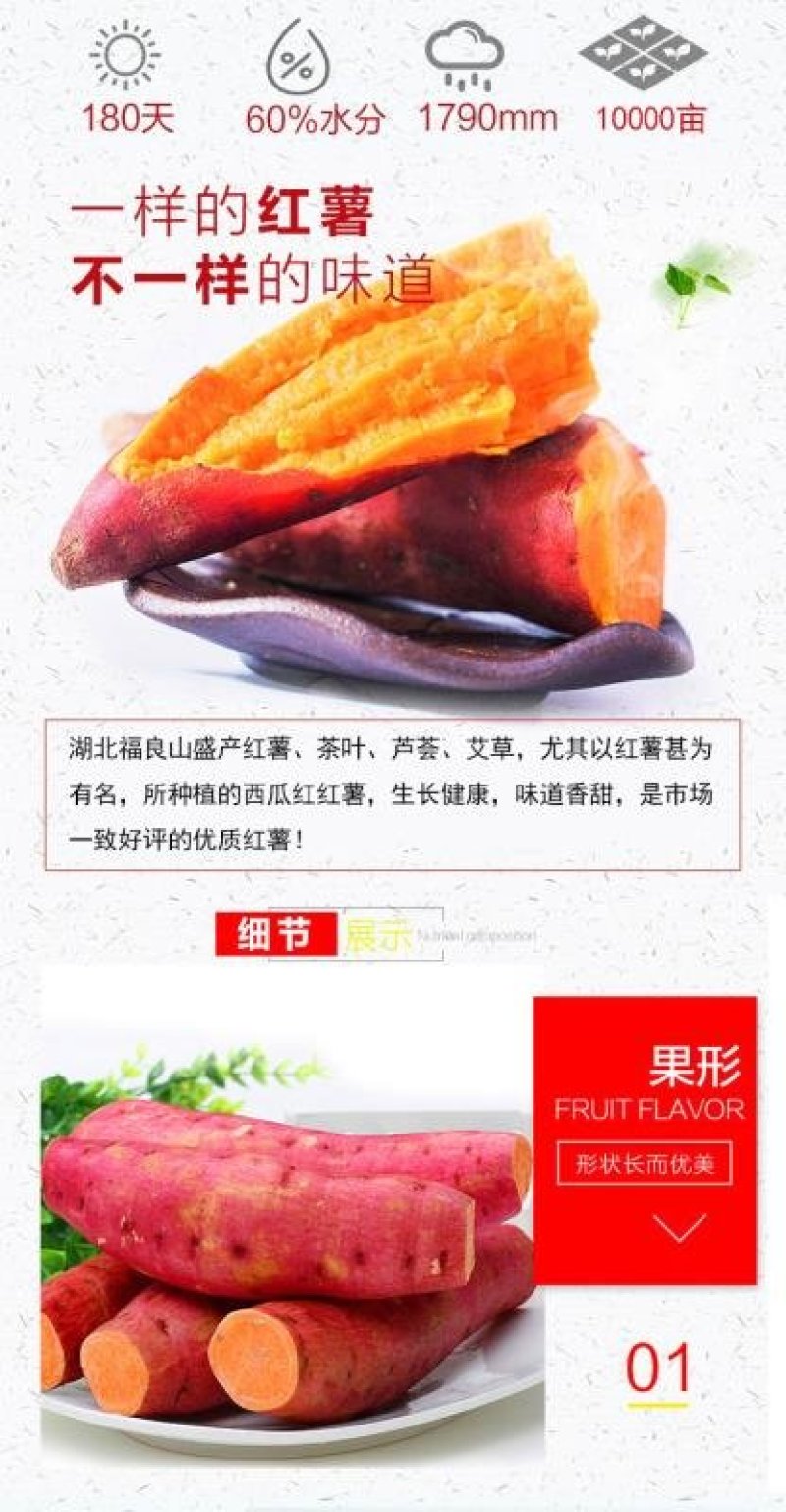 福良山甜红薯西瓜红万亩红薯地