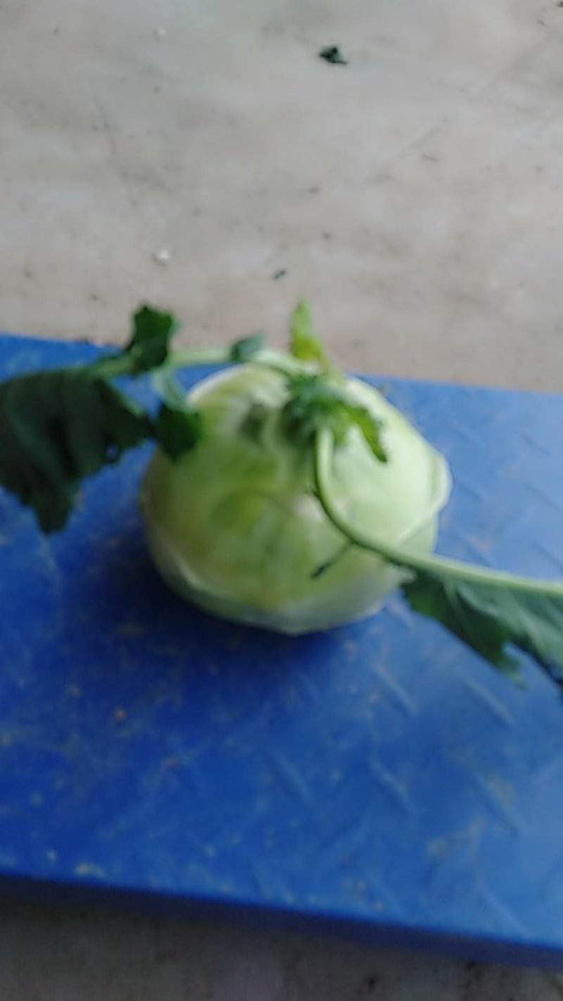 苤蓝