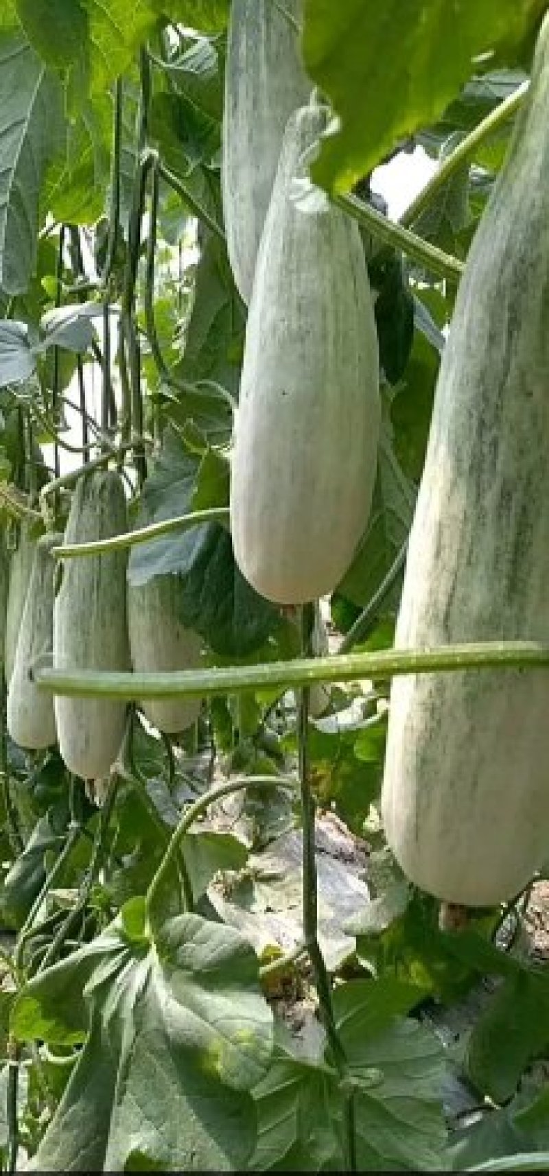 山东甜瓜羊角蜜甜瓜潍坊甜瓜现摘现发基地直发价格优