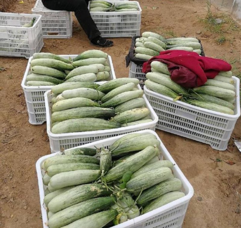 山东甜瓜羊角蜜甜瓜潍坊甜瓜现摘现发基地直发价格优