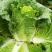 【精品】黄心白菜产地直供优质湖北大白菜质量保障