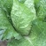 【精品】黄心白菜产地直供优质湖北大白菜质量保障