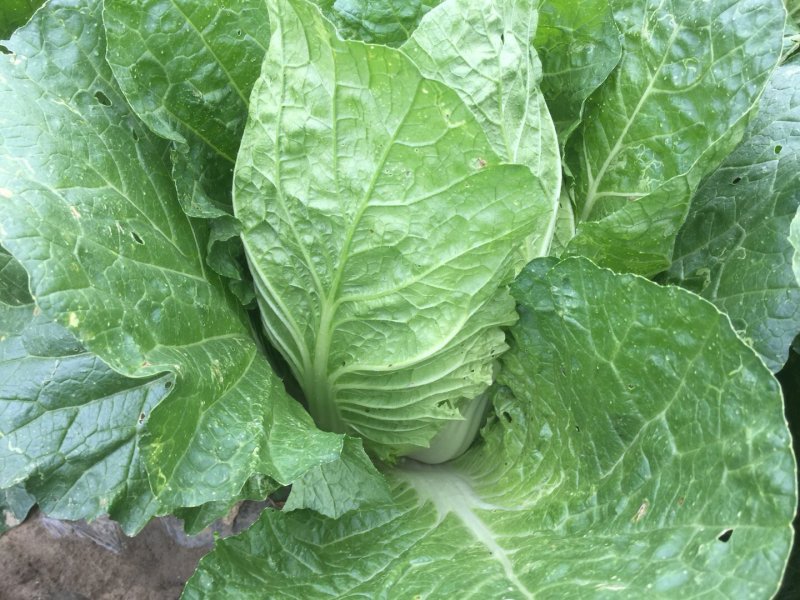 【精品】黄心白菜产地直供优质湖北大白菜质量保障