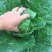 【精品】黄心白菜产地直供优质湖北大白菜质量保障