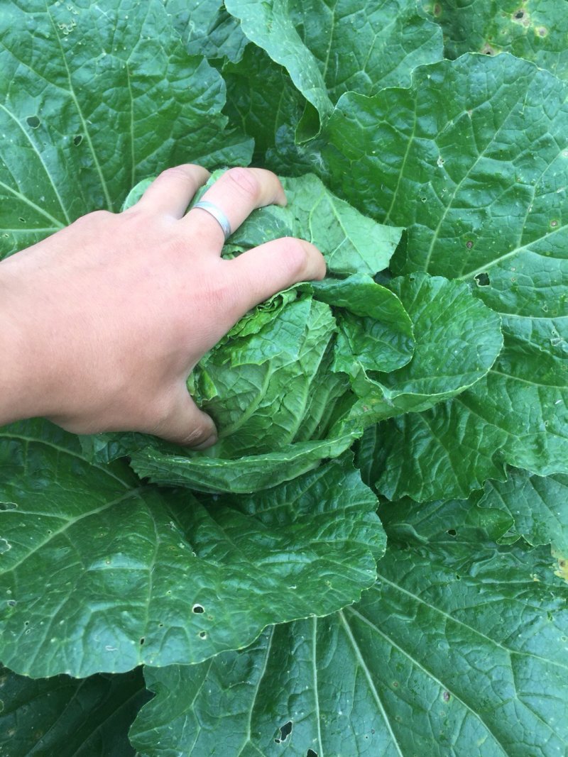 【精品】黄心白菜产地直供优质湖北大白菜质量保障