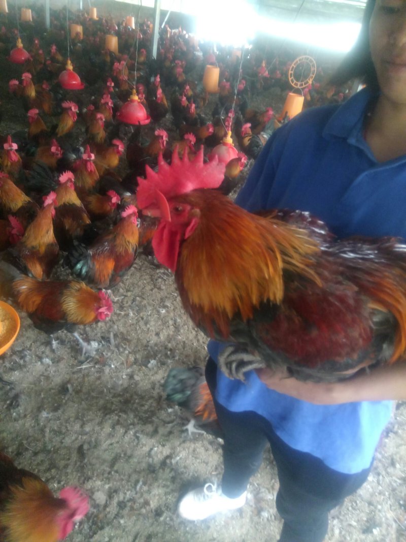 供应大红公鸡，瑶鸡成年鸡