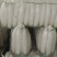 精品白萝卜量大从优一条龙服务，欢迎新老客户选购