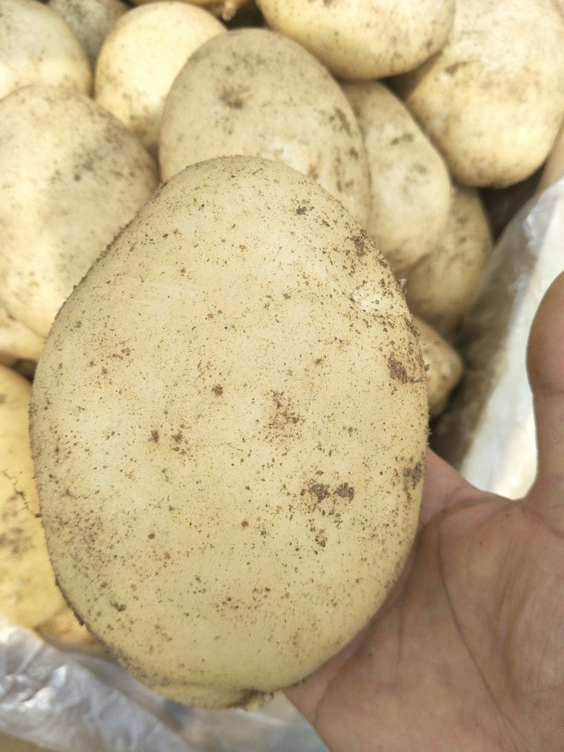 精品土豆丽暑6号精品诚心诚意代收代办