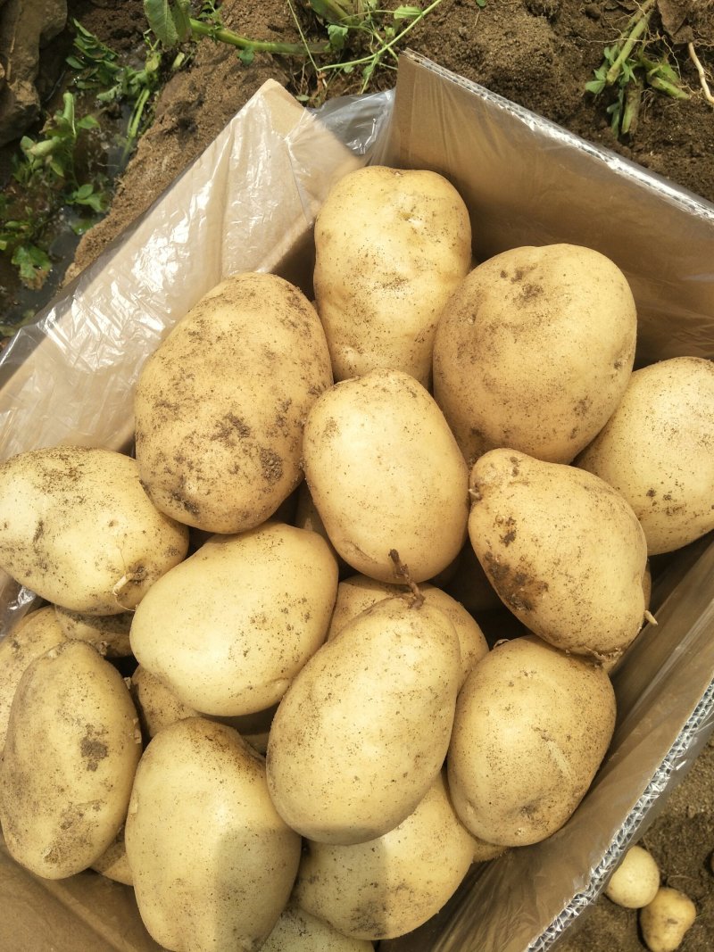 精品土豆丽暑6号精品诚心诚意代收代办