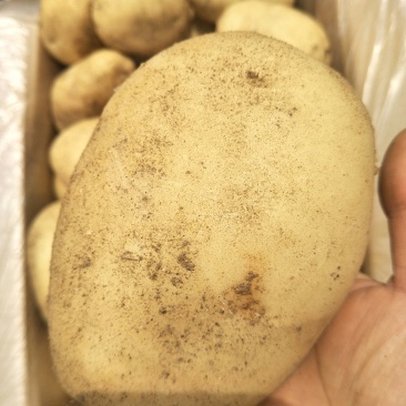 精品土豆丽暑6号精品诚心诚意代收代办