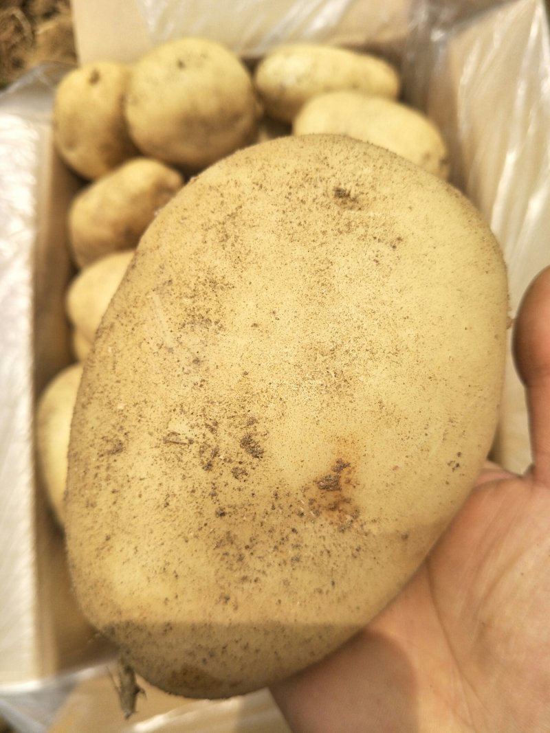 精品土豆丽暑6号精品诚心诚意代收代办