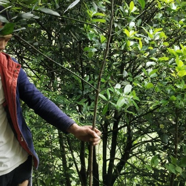 黄金山竹树苗，嫁接果苗岭南山竹苗包邮销售中