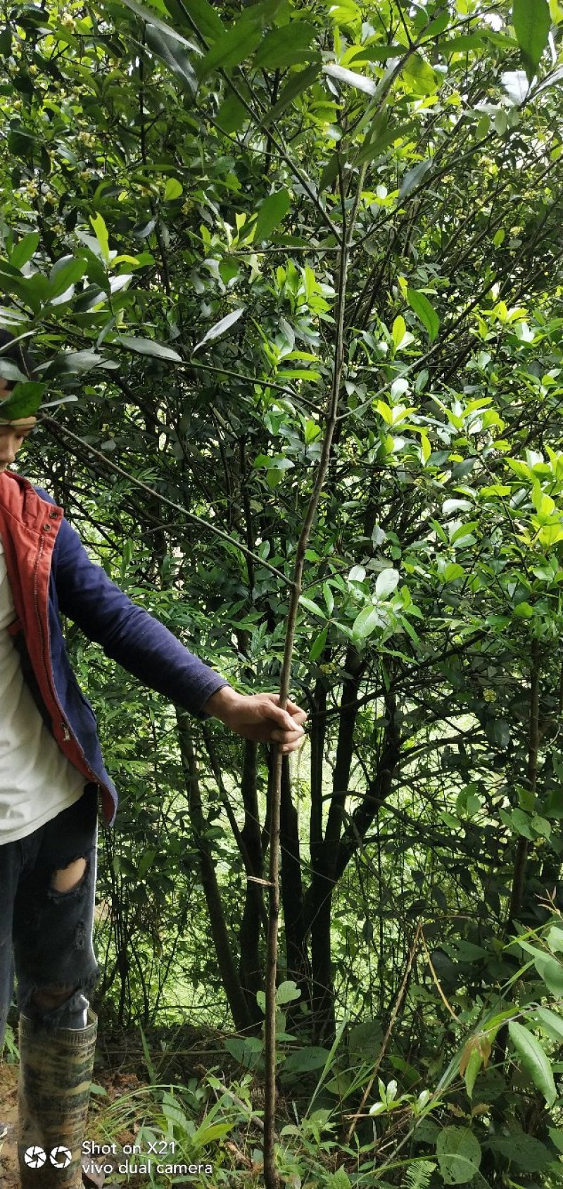 黄金山竹树苗，嫁接果苗岭南山竹苗包邮销售中