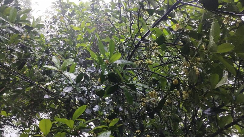 黄金山竹树苗，嫁接果苗岭南山竹苗包邮销售中