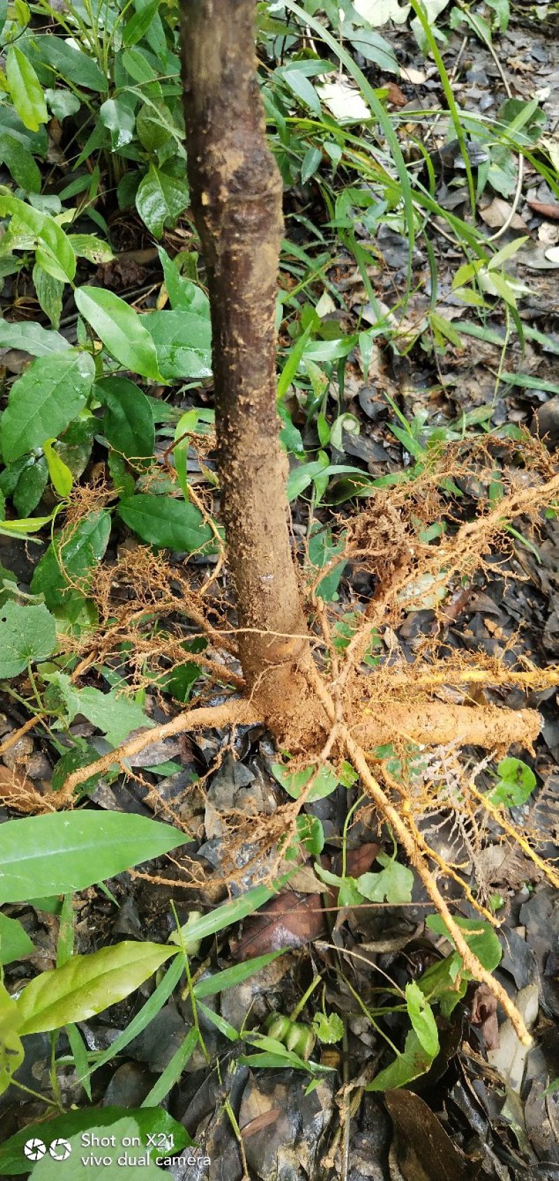黄金山竹树苗，嫁接果苗岭南山竹苗包邮销售中