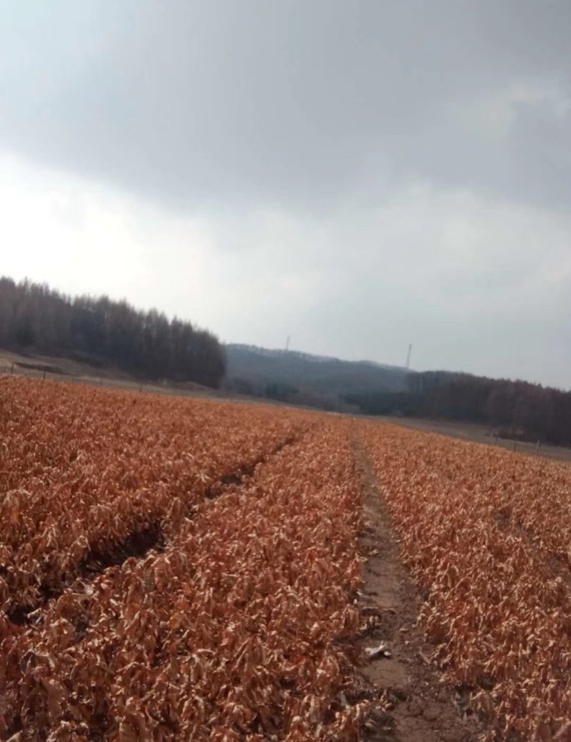 蒙古栎杯苗