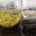 野生藤茶