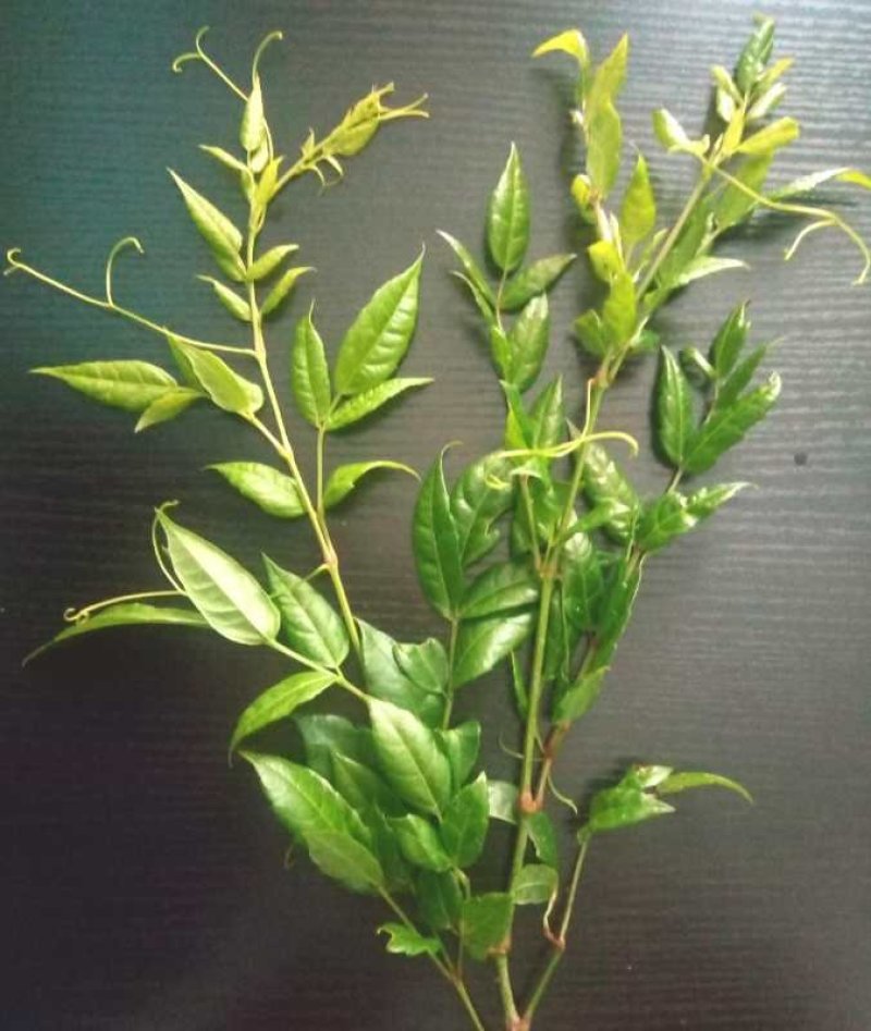 野生藤茶