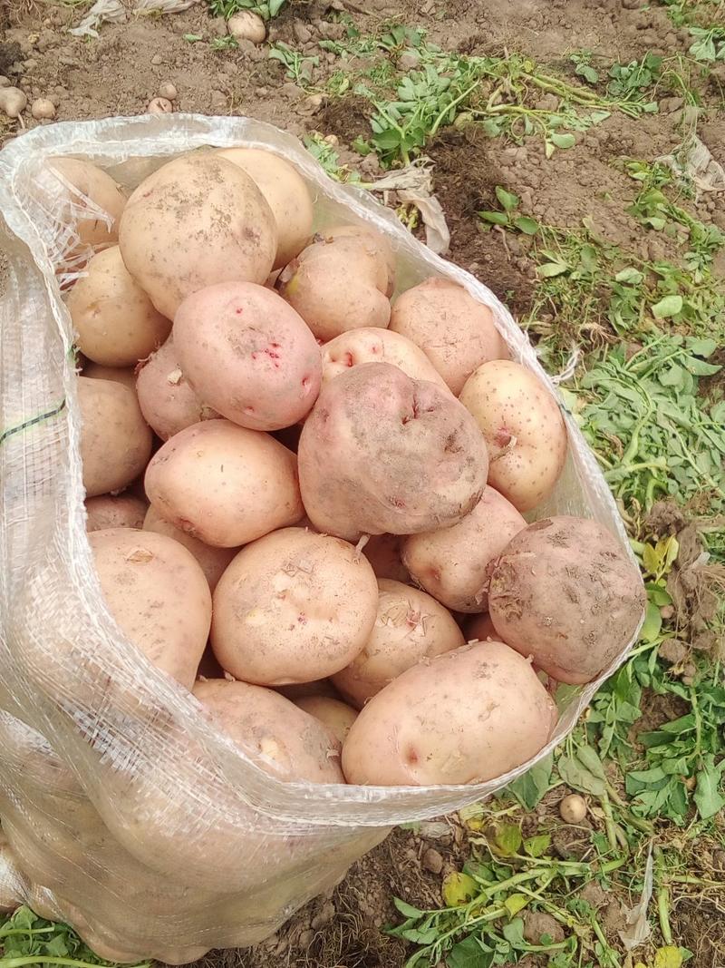 红皮土豆大量上市