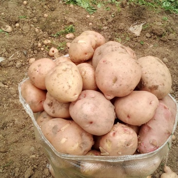 红皮土豆大量上市
