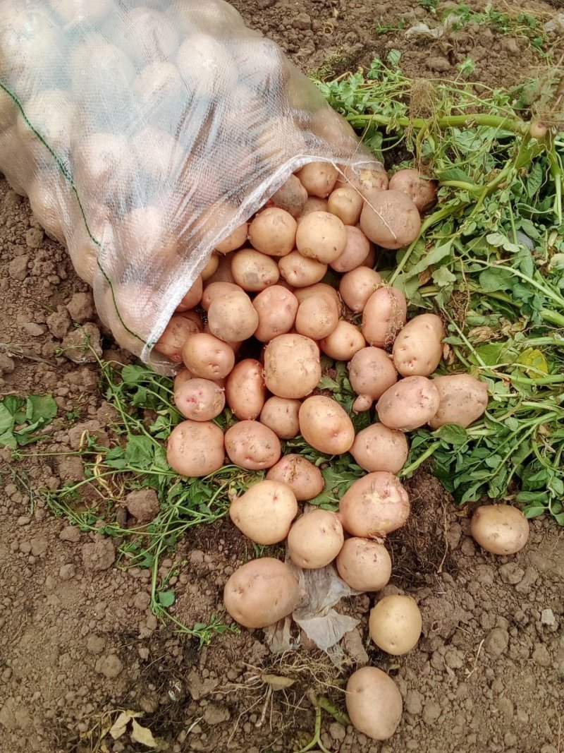 红皮土豆大量上市