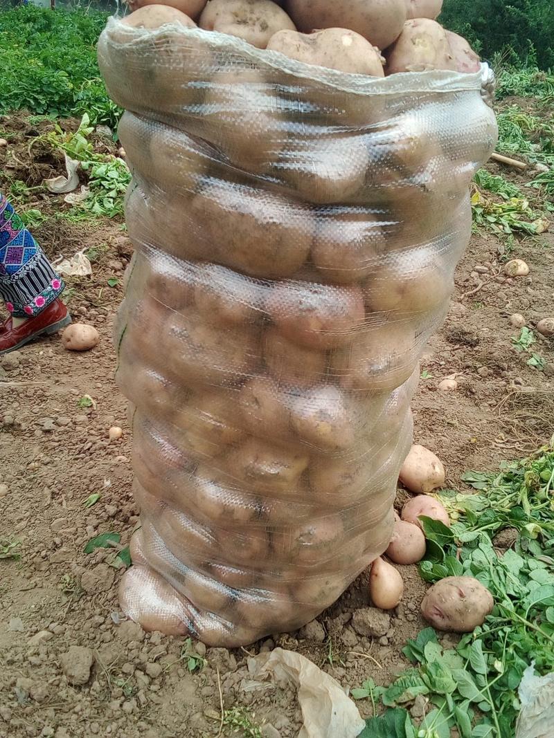 红皮土豆大量上市