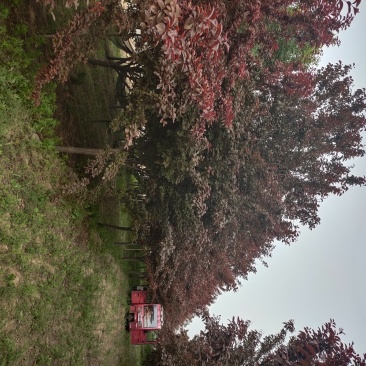 8公分紫叶李