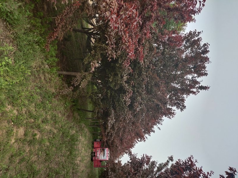 8公分紫叶李