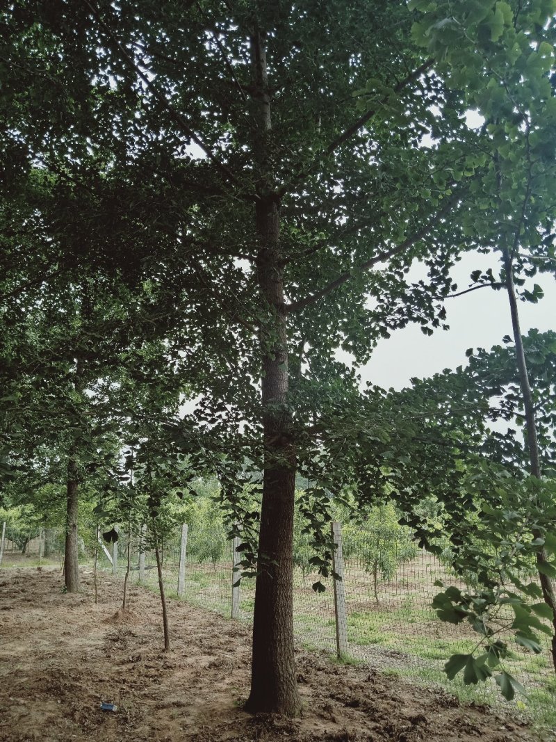 白腊