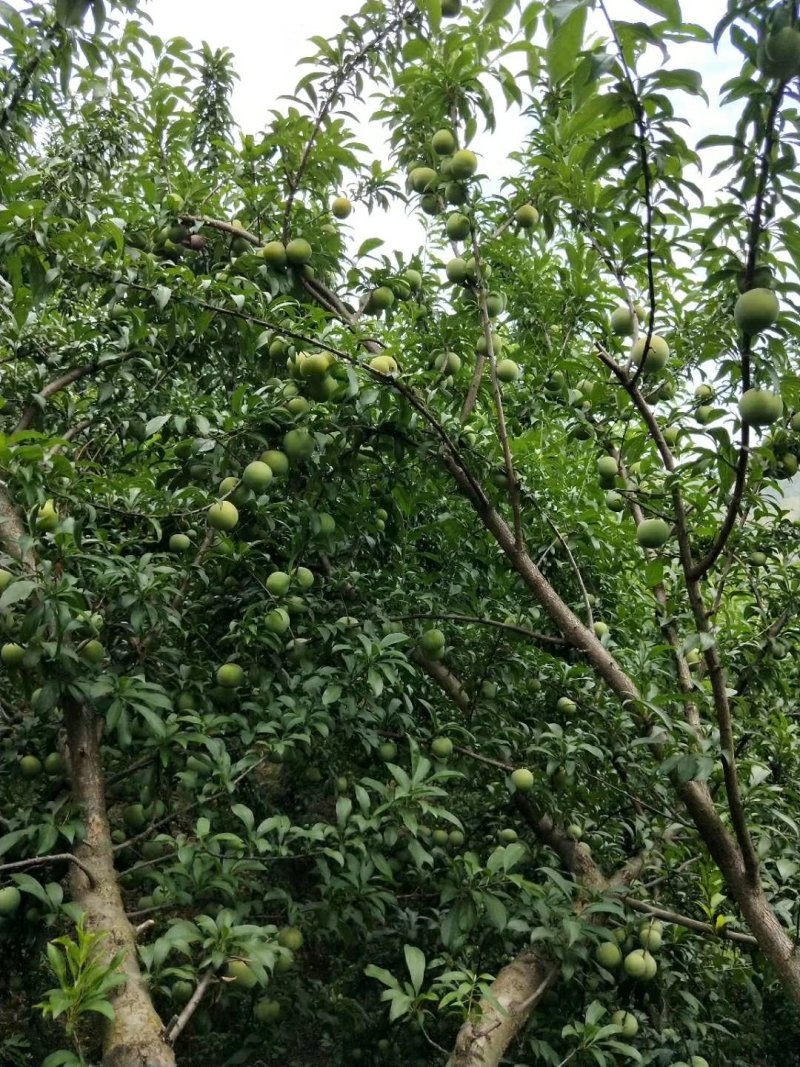 优质李子，5月30号上市