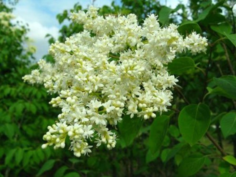东北长白山丁香叶100g量大从优