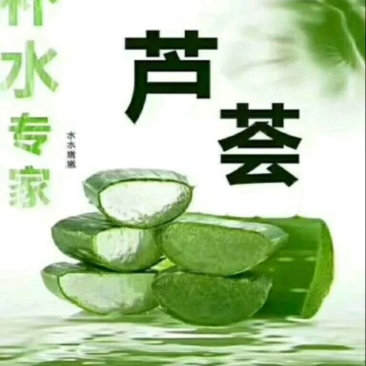 库拉索美容食用芦荟基地，