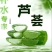 库拉索美容食用芦荟基地，