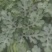 扶沟县8424上市了