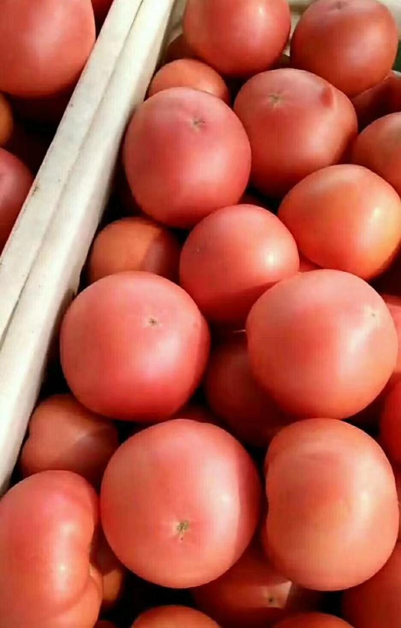 【优选】精品硬粉西红柿酸甜可口产地直供电商，超市