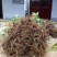 批发供应何首乌种苗，商品，施秉县万正何首乌种植基地