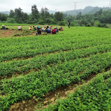 批发供应何首乌种苗，商品，施秉县万正何首乌种植基地