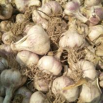 安徽早熟大蒜，大蒜新鲜上市了，个头大，质量好，蒜种，蒜苗