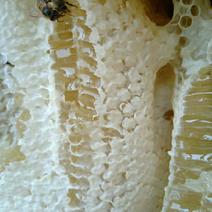 来自于大自然的各种纯野生蜂蜜。