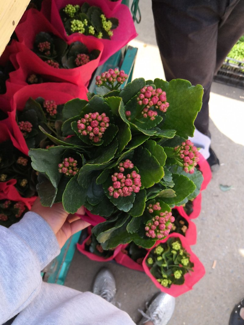 观花植物