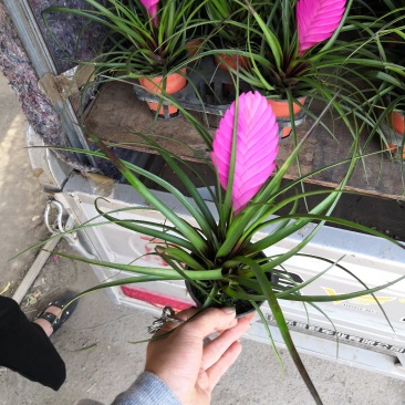 观花植物