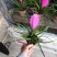 观花植物