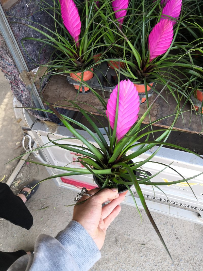 观花植物