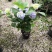 观花植物