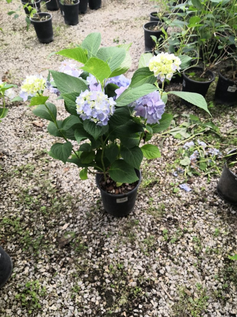 观花植物