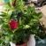 观花植物