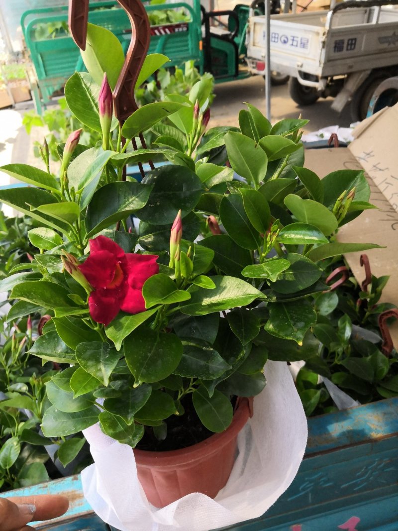 观花植物