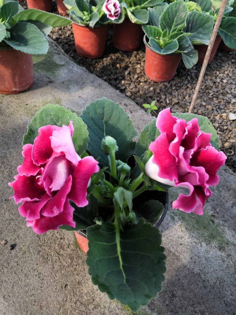 观花植物